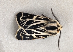 Apantesis obliterata