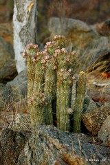 Hoodia currorii currorii