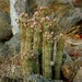 Namib Hoodia - Photo (c) markus lilje, some rights reserved (CC BY-NC-ND), uploaded by markus lilje