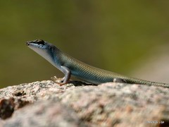 Trachylepis