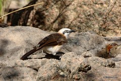 Turdoides gymnogenys