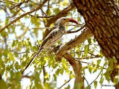 Tockus damarensis