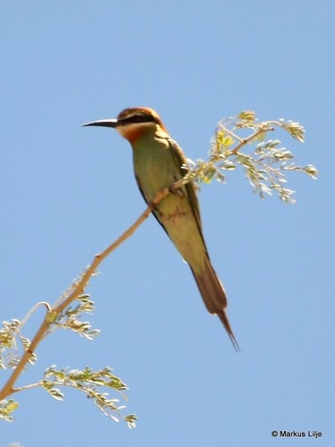 Olive Bee-eater