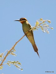 Merops superciliosus