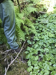 Asarum lemmonii