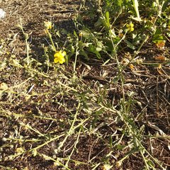 Verbascum pinnatifidum