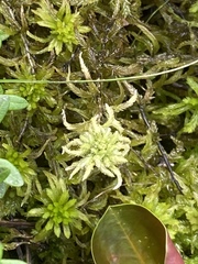 Sphagnum pulchrum