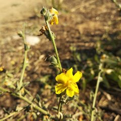 Verbascum pinnatifidum