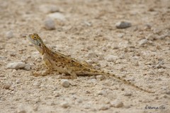 Agama aculeata