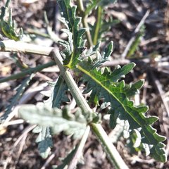 Verbascum pinnatifidum