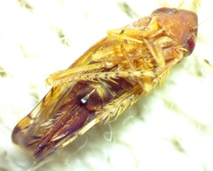 Scaphoideus luteolus