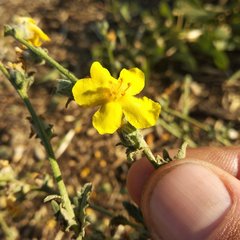 Verbascum pinnatifidum