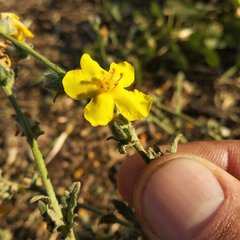 Verbascum pinnatifidum