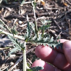 Verbascum pinnatifidum