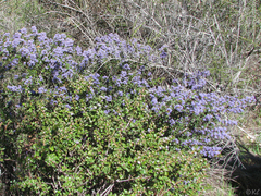 Ceanothus purpureus