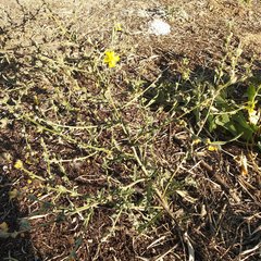 Verbascum pinnatifidum