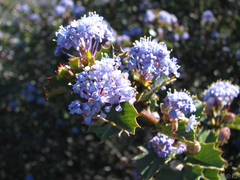 Ceanothus purpureus
