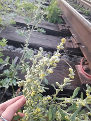 Artemisia absinthium