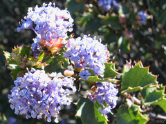 Ceanothus purpureus