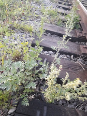 Artemisia absinthium
