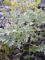 Artemisia absinthium