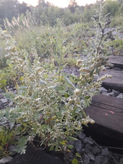 Artemisia absinthium