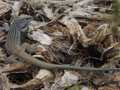 Aspidoscelis scalaris