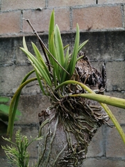 Brassavola