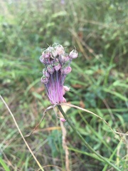 Allium carinatum pulchellum