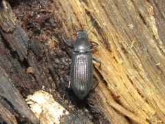 Xylopinus saperdoides