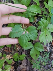 Rubus arcticus acaulis