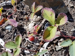 Fragaria virginiana glauca