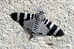 Lypotigris reginalis