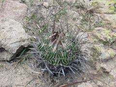 Echinofossulocactus dichroacanthus