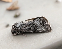 Sympistis poliochroa