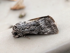 Sympistis poliochroa