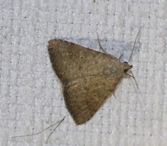 Madope auferens