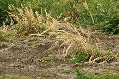 Anthus correndera grayi