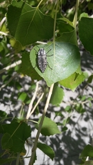 Poecilonota bridwelli