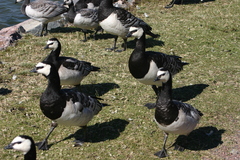 Branta leucopsis