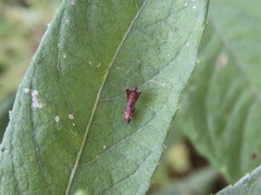 Paraxenetus guttulatus