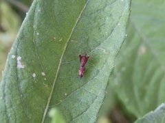 Paraxenetus guttulatus