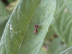 Paraxenetus guttulatus