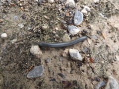 Orthoporus texicolens