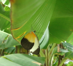 Mylothris chloris chloris