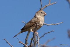 Amadina erythrocephala