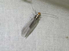 Nothochrysa fulviceps