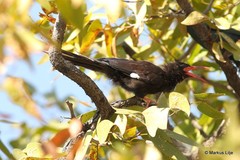 Phoeniculus damarensis