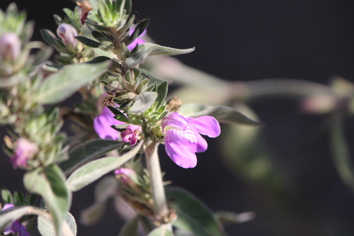 Image of Justicia pacifica by (c) José Belem Hernández Díaz, some rights reserved (CC BY)