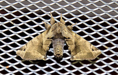 Apatelodes pudefacta